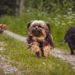 Harzer Hunde-Tage