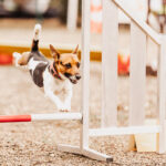Erlebnis-Urlaub für Hund und Halter bei den zweiten Harzer Hunde-Tage vom 12.05. bis 18.05.2025 in Hahnenklee