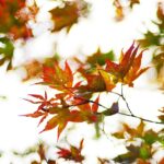Puppenspiel - Frau Herbst, wer hat Großmutter entführt?