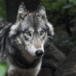 Wanderung über den Hohnekamm - den Wölfen auf der Spur
