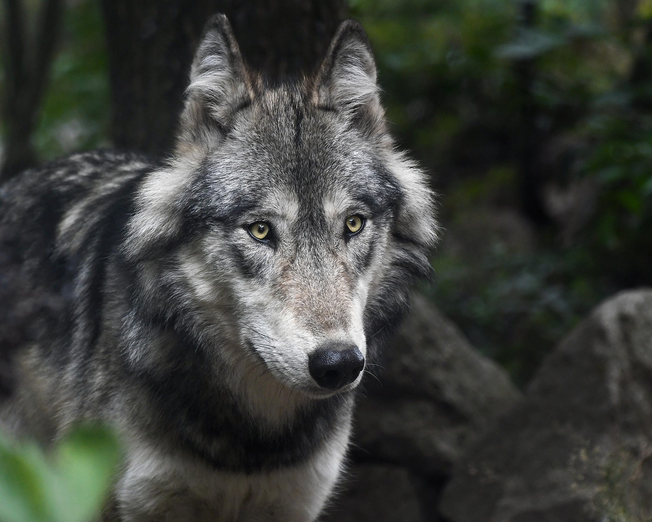 Wanderung über den Hohnekamm - den Wölfen auf der Spur