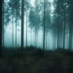Nachts im Zauberwald