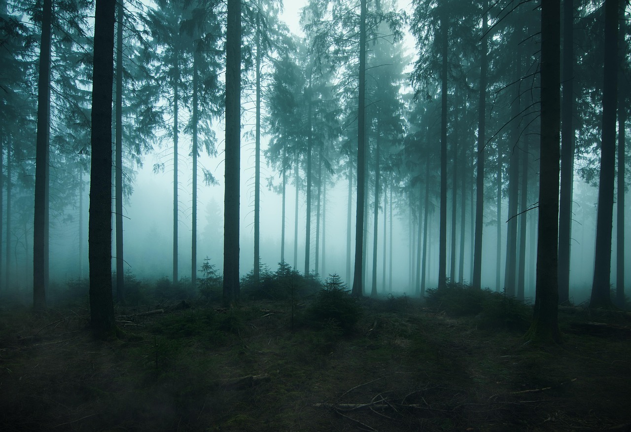 Nachts im Zauberwald