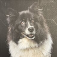 Blockhäuser mit Sauna und Kamin in Hahnenklee