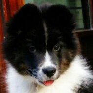 Berghütte mit Sauna und Kamin in Hahnenklee